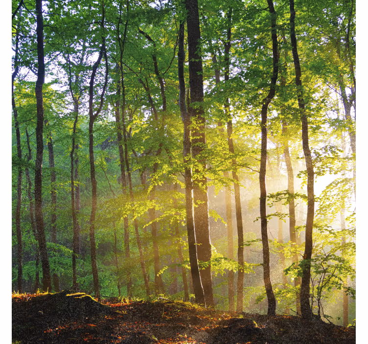 Tree roller blind natural light in forest - TenStickers