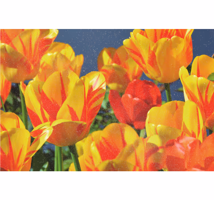 Living room roller blind red and yellow tulips - TenStickers
