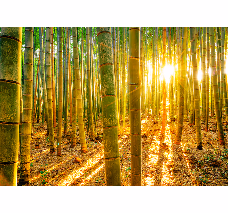 Green roller blind sun and bamboo - TenStickers