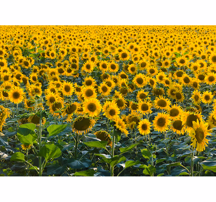 Living room roller blind sunflower field at sunset - TenStickers