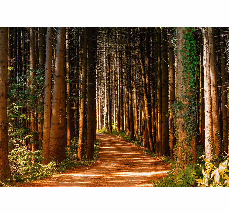 Living room roller blind 3d forest path design - TenStickers