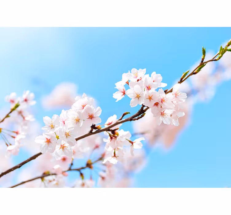 Living room roller blind white cherry blossom - TenStickers