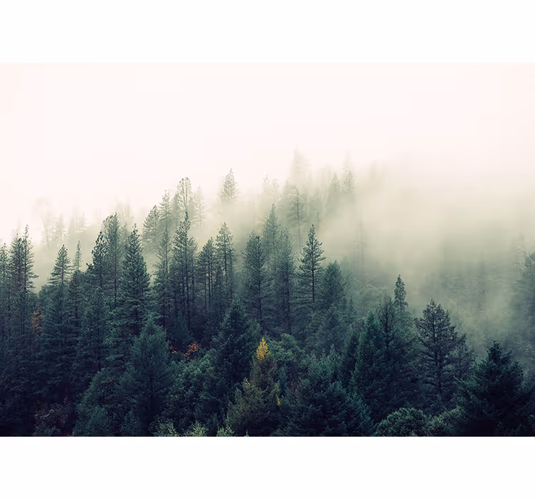 Living room roller blind foggy forest design - TenStickers