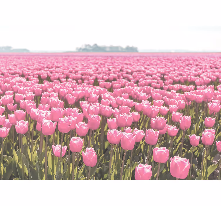 Living room roller blind pink tulip field design - TenStickers