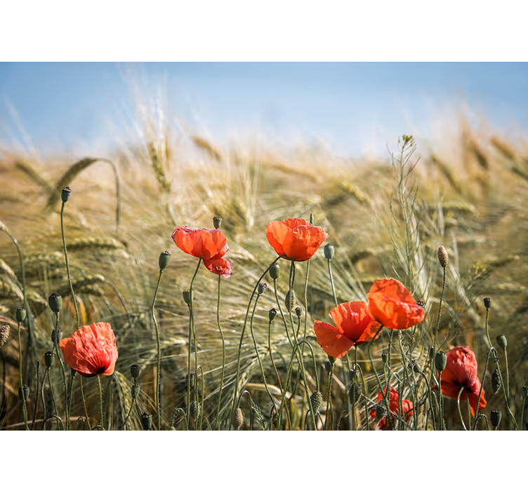 Living room roller blind poppies in summer wheat - TenStickers