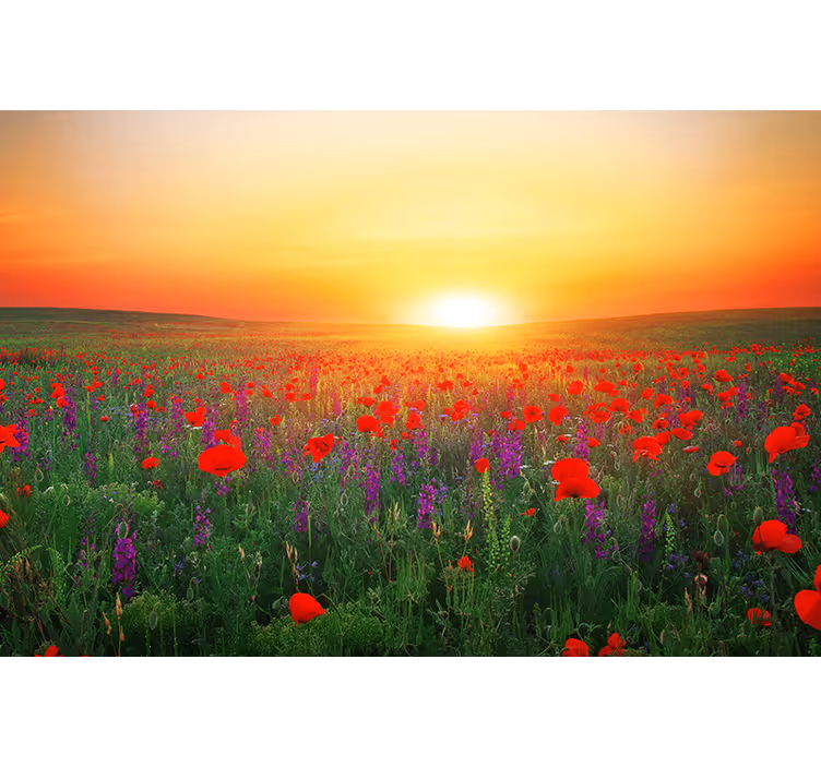 Living room roller blind red poppy field in sunlight - TenStickers