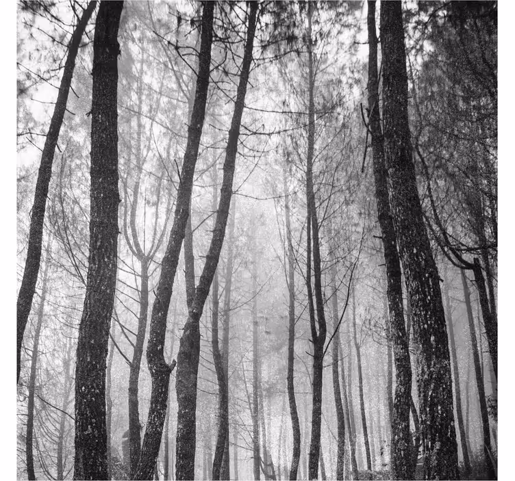 Living room roller blind foggy forest view - TenStickers