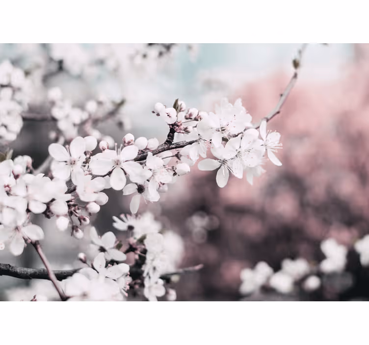 Living room roller blind elegant white cherry blossoms - TenStickers