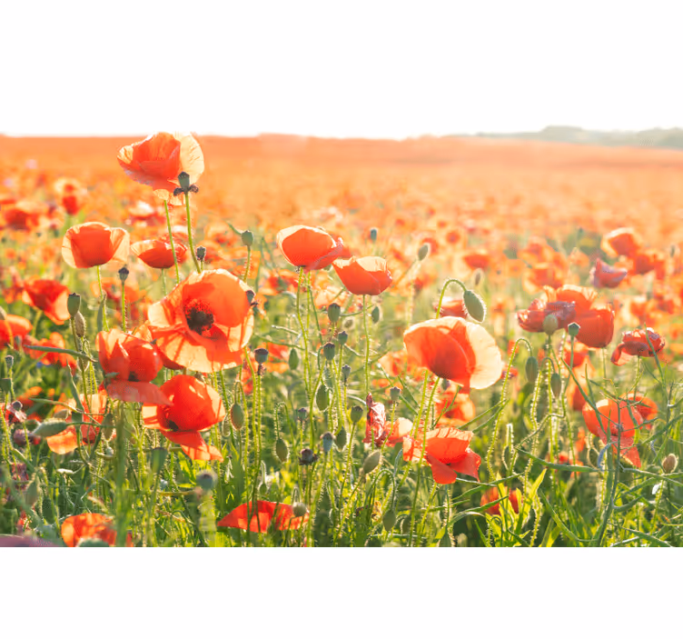 Living room roller blind red poppies in sunlight - TenStickers