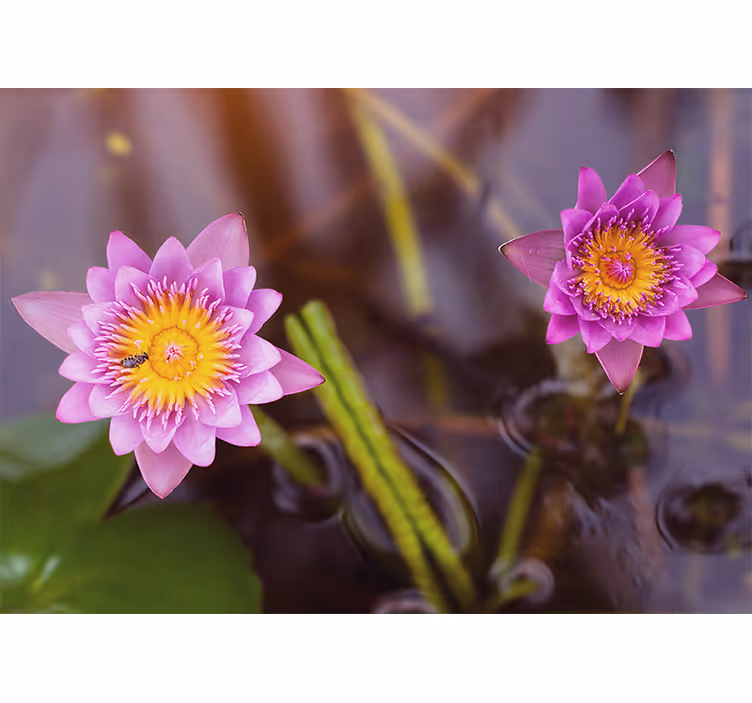 Living room roller blind pink purple lotus - TenStickers