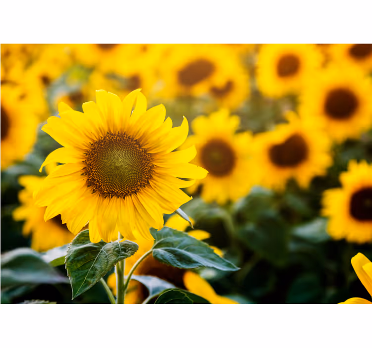 Living room roller blind sunflower field close up - TenStickers
