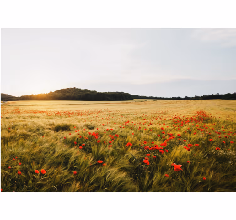 Living room roller blind moonlit field sunset - TenStickers