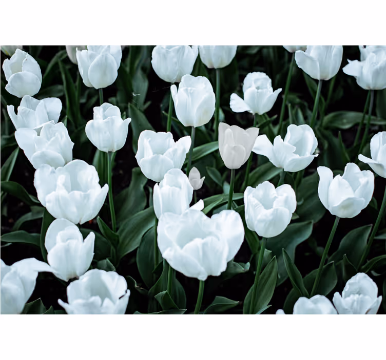 Living room roller blind white tulips design - TenStickers