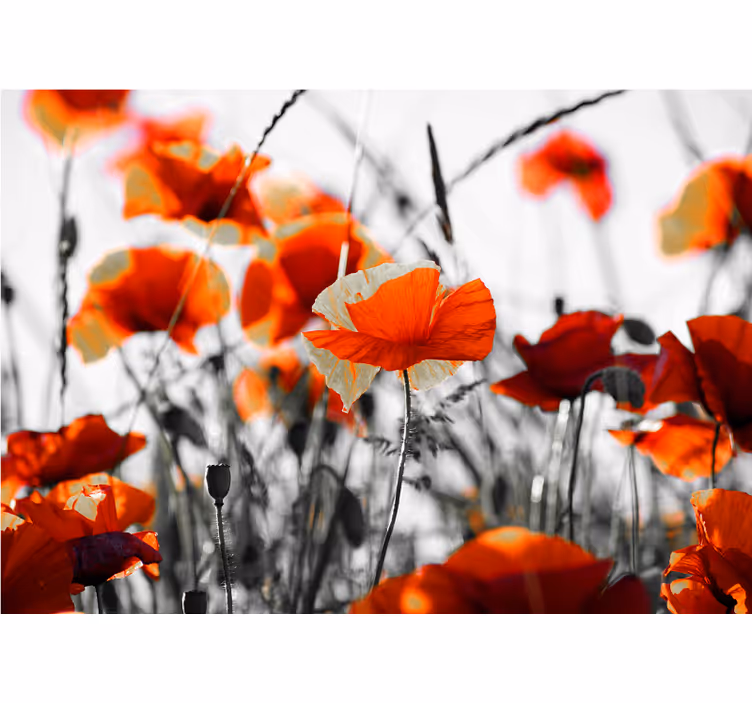 Living room roller blind poppy flowers red black - TenStickers