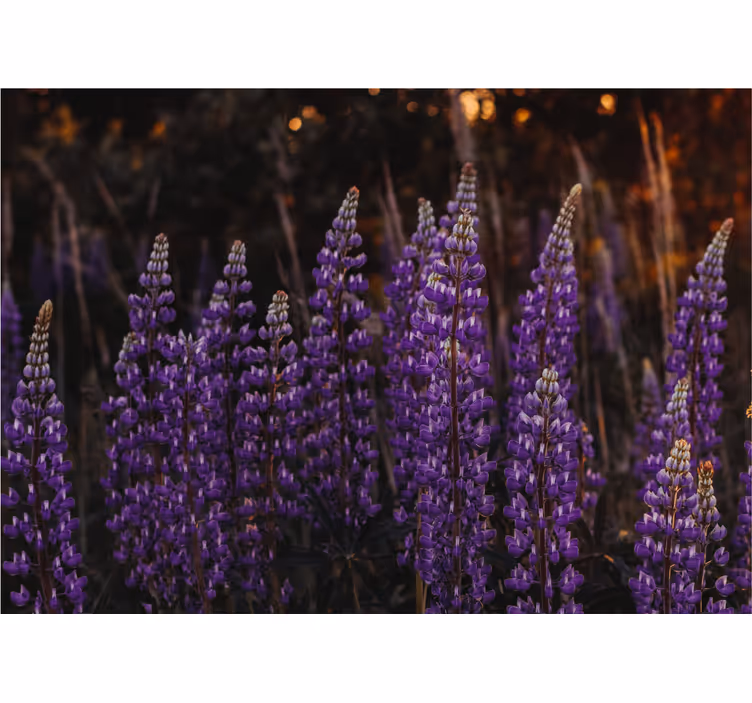 Living room roller blind forest revived by violet flowers - TenStickers