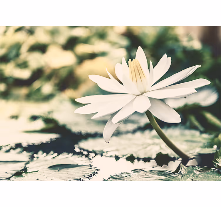 Living room roller blind white lotus on lake - TenStickers