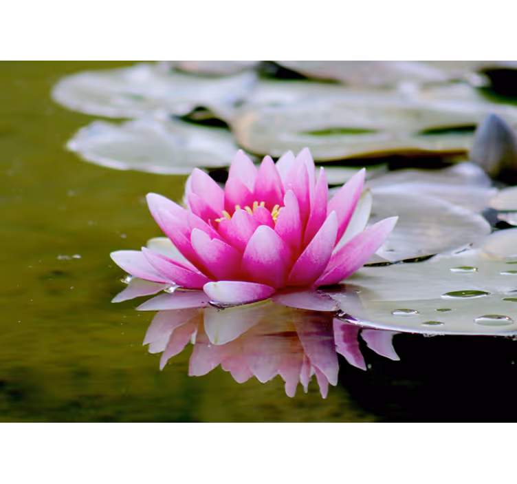 Living room roller blind pink zen lotus flower - TenStickers