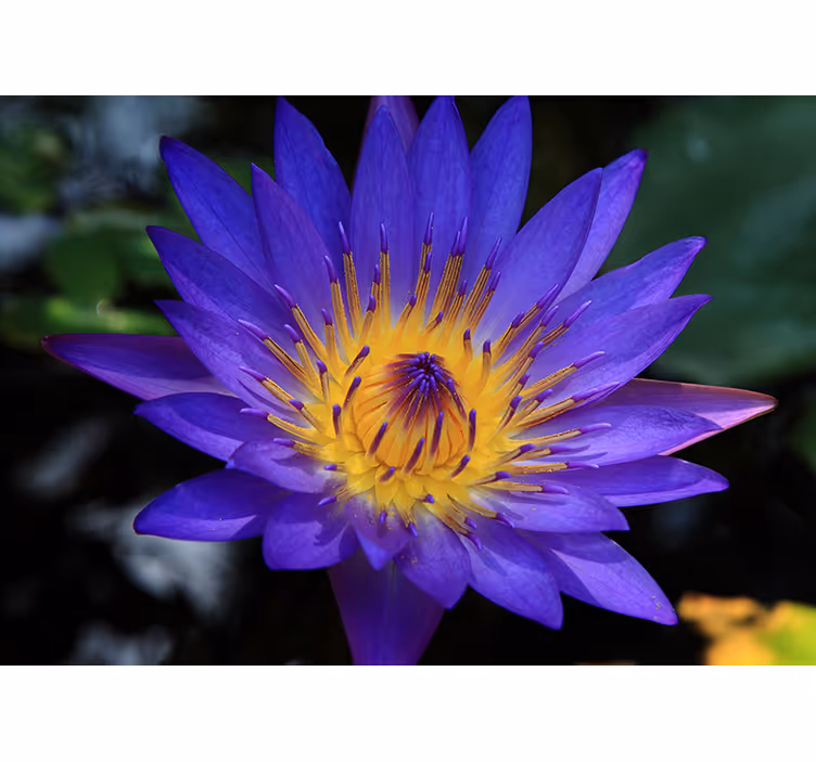 Living room roller blind purple lotus flower - TenStickers