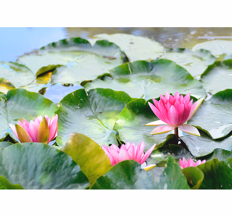 Living room roller blind with lined lotus flowers - TenStickers