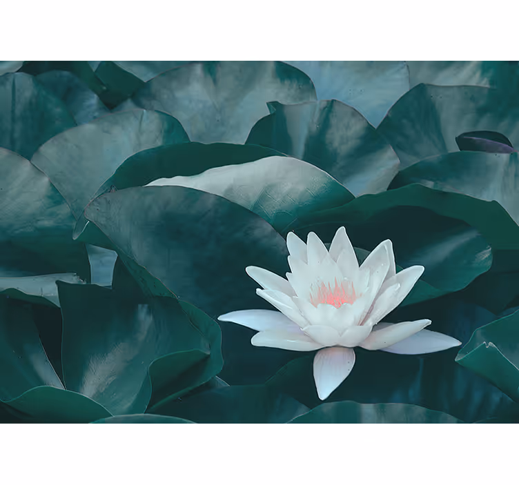 Living room roller blind zen white lotus flower - TenStickers