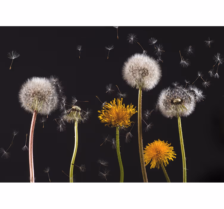Living room roller blind dandelion nature design - TenStickers