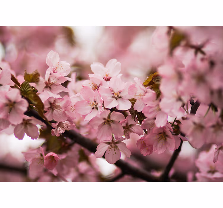 Living room roller blind in pink cherry blossom - TenStickers