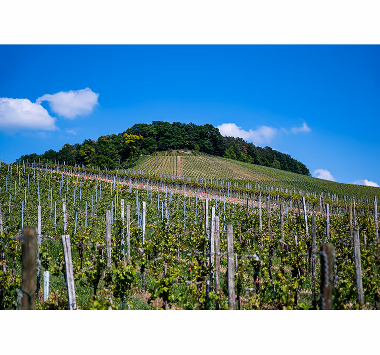 Living room roller blind vineyard view - TenStickers