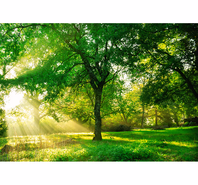 Living room roller blind in lush green forest - TenStickers