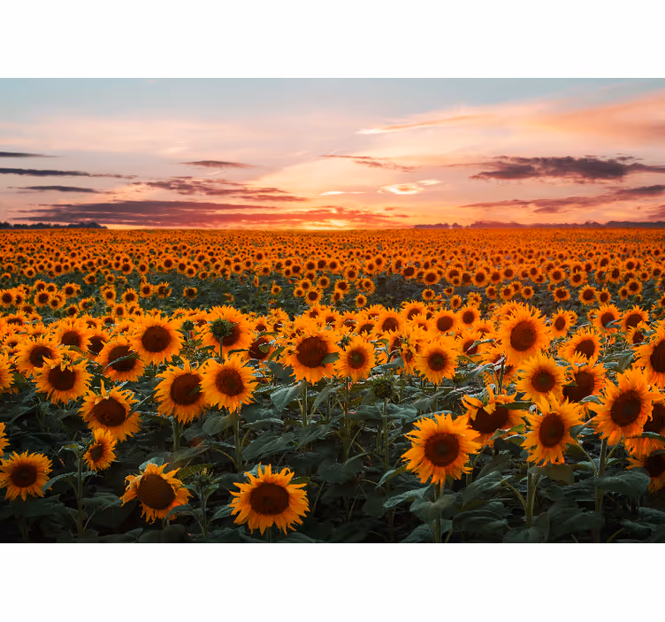 Living room roller blind sunflower sunset design - TenStickers