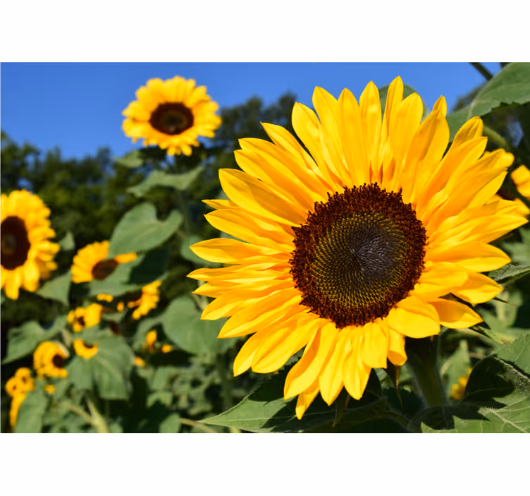 Living room roller blind beautiful sunflower close-up - TenStickers