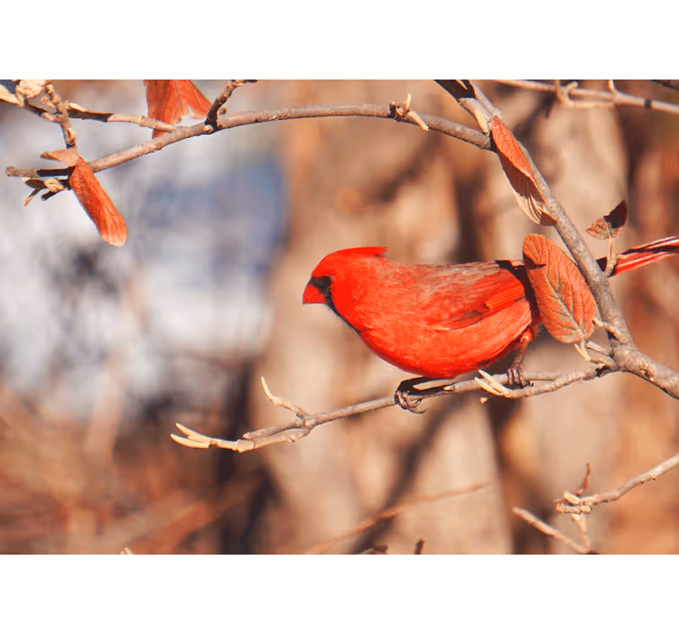 Living room roller blind with a beautiful red bird - TenStickers