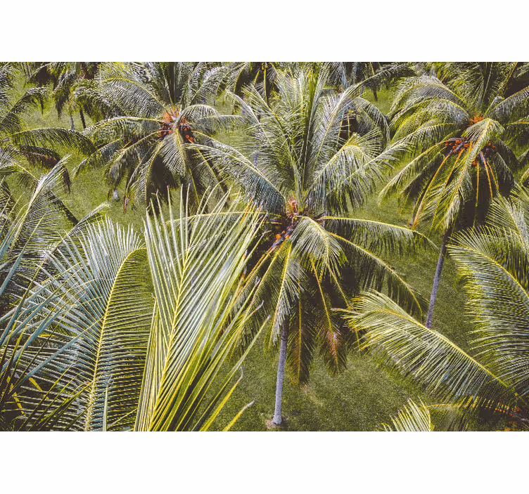 Living room roller blind green palm tree landscape - TenStickers