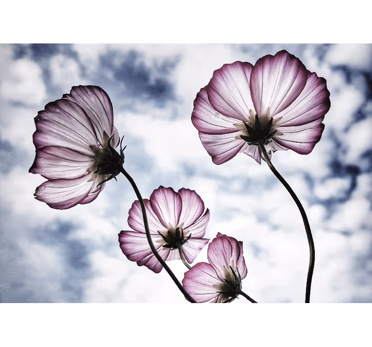 Living room roller blind elegant purple cosmos design - TenStickers