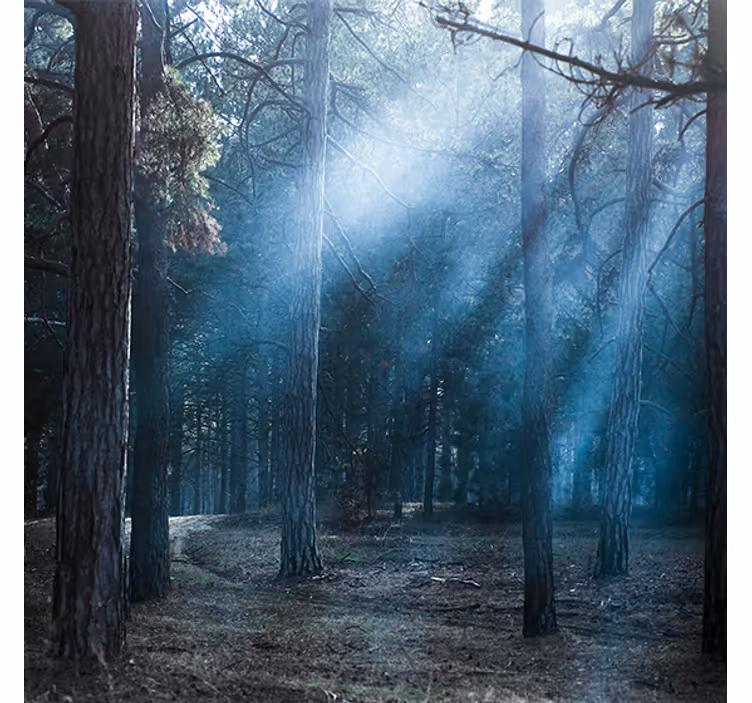 Living room roller blind nature dusk in the forest - TenStickers