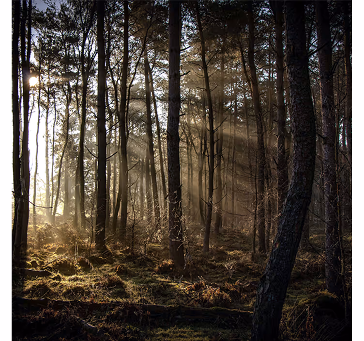 Living room roller blind nature sunrise in the forest - TenStickers