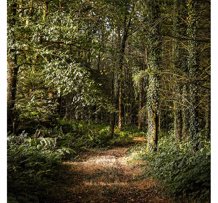 Living room roller blind forest leafy path design - TenStickers