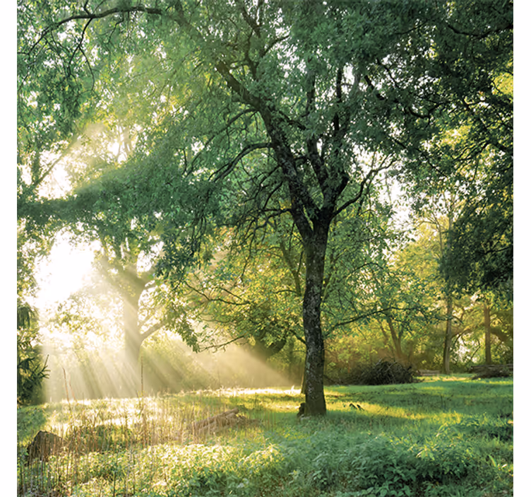 Living room roller blind in greenish morning forest - TenStickers
