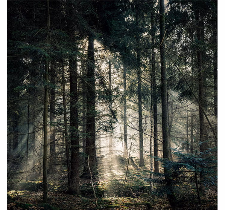 Living room roller blind nature forest dark tones day - TenStickers