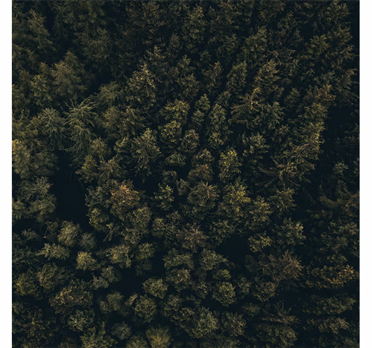 Living room roller blind nature aerial view pines - TenStickers