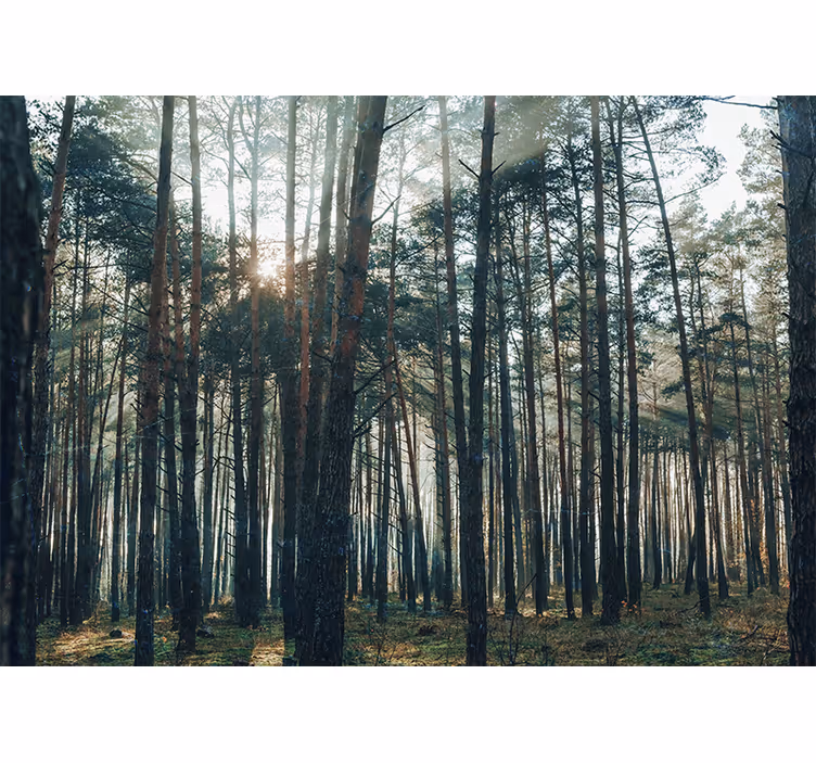 Living room roller blind with beautiful pine forest design - TenStickers