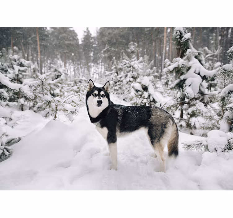 White roller blind winter forest husky dog - TenStickers