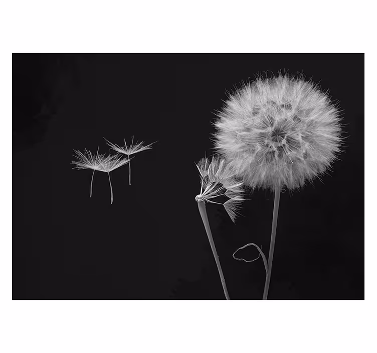Gray roller blind dandelion head wall mural - TenStickers