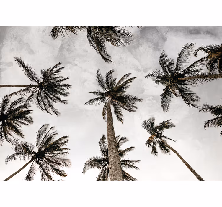 Gray roller blind with low angle palm tree view - TenStickers