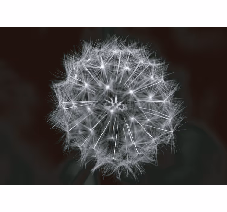 Gray roller blind blowball flower grey - TenStickers