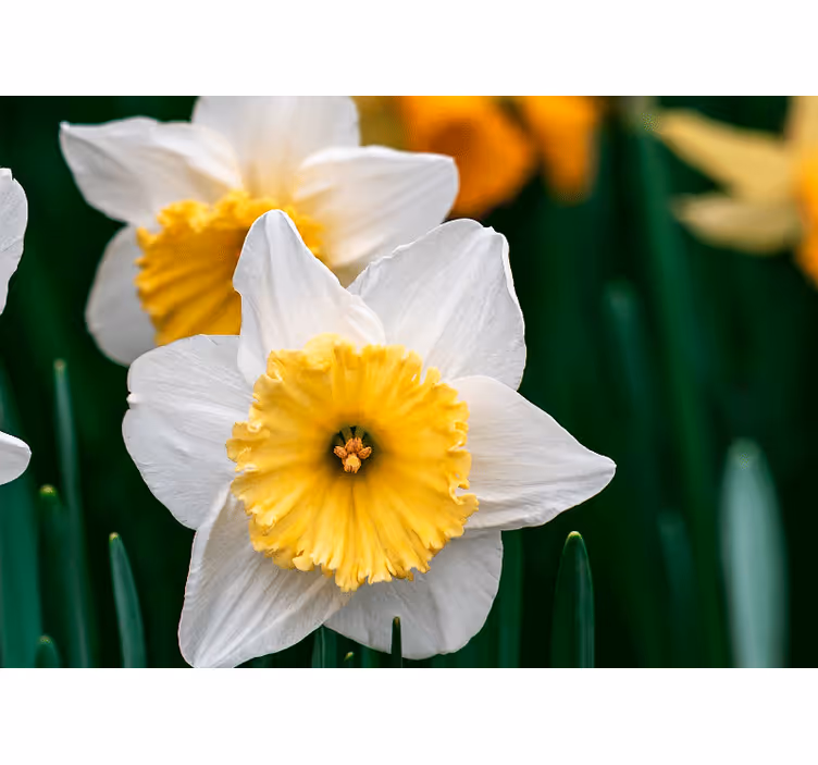 Bedroom roller blind with white and orange daffodils - TenStickers
