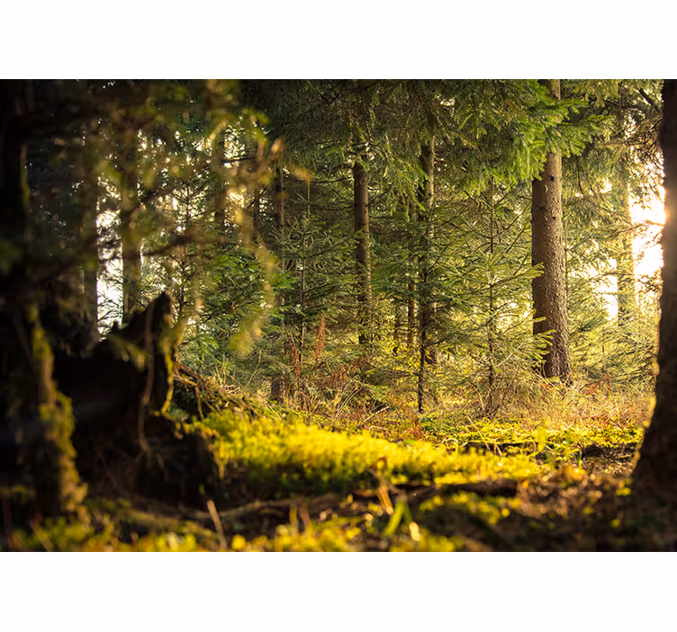 Bedroom roller blind green forest with sunlight - TenStickers