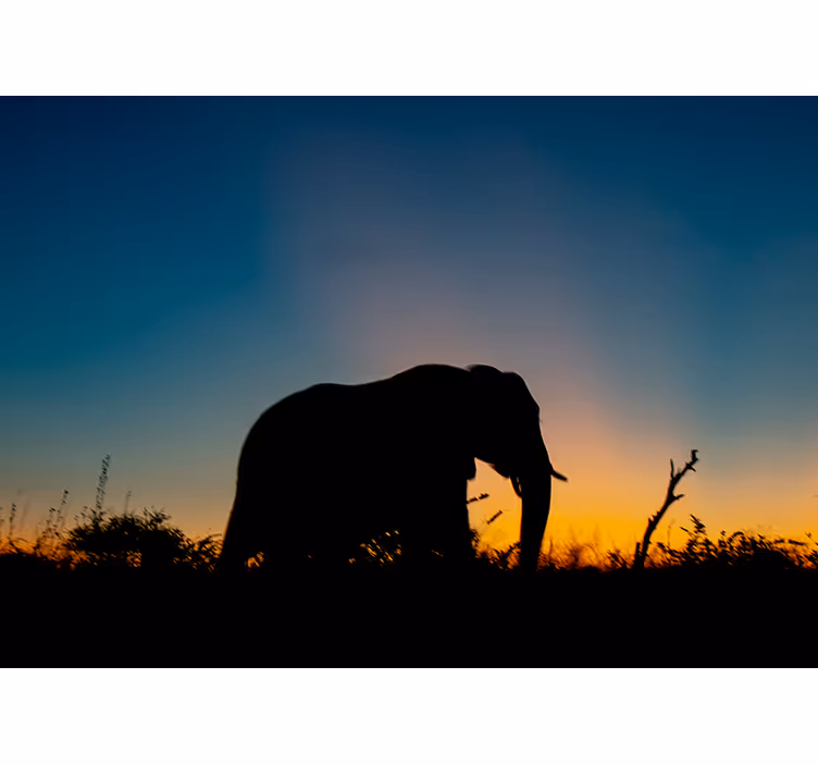 Bedroom roller blind with african elephant silhouette - TenStickers