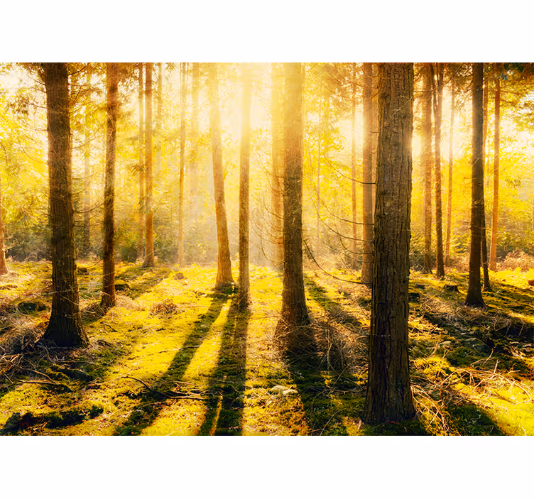 Bedroom roller blind amazing sunset in birch forest - TenStickers
