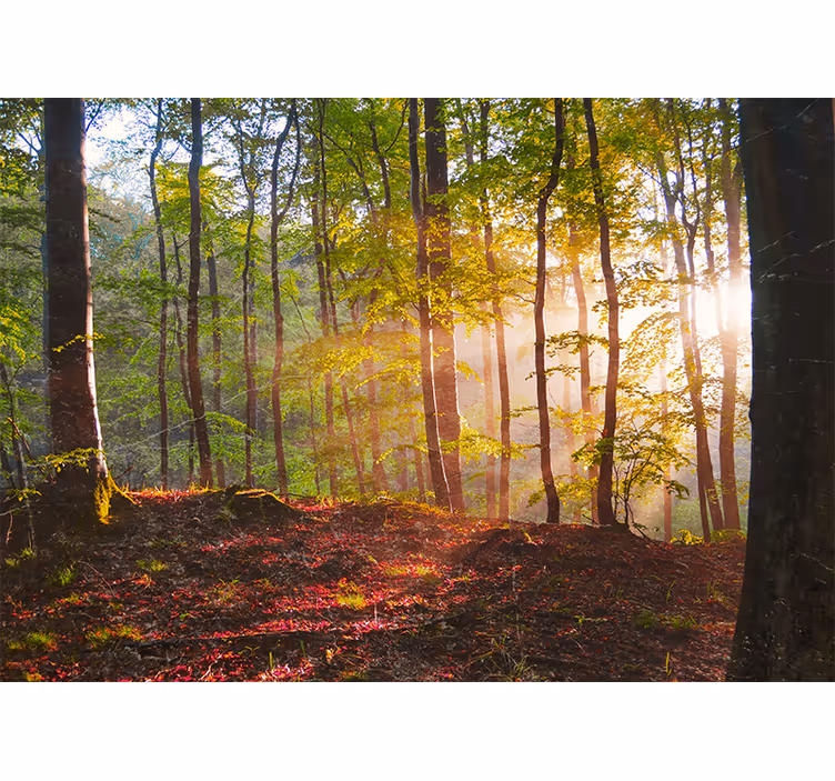 Bedroom roller blind beautiful sunrise in the woods - TenStickers