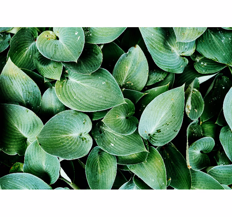 Bedroom roller blind green leaf foliage - TenStickers